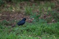 Cape Glossy Starling in the grass in the garden