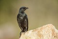 Cape Glossy Starling in Kruger National park, South Africa Royalty Free Stock Photo