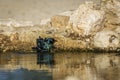 Cape Glossy Starling in Kgalagadi transfrontier park, South Africa Royalty Free Stock Photo