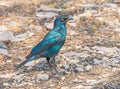 Cape Glossy Starling Royalty Free Stock Photo