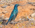 Cape Glossy Starling Royalty Free Stock Photo