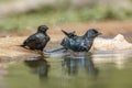 Cape Glossy Starling in Kruger National park, South Africa Royalty Free Stock Photo