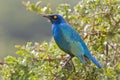 Cape glossy starling (lamprotornis nitens)