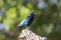 Cape glossy starling Lamprotornis nitens on a branch in Namibia