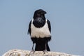 Cape Glossy Starling, Lamprotornis nitens in Etosha Park, Namibia