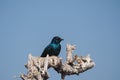 Cape Glossy Starling, Lamprotornis nitens in Etosha Park, Namibia