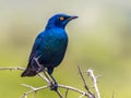 Cape glossy starling (Lamprotornis nitens) iridescent blue bird with yellow eye perched in bush with bright green background in
