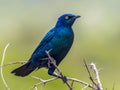 Cape glossy starling Royalty Free Stock Photo