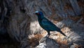 Cape Glossy Starling (Lamprotornis nitens) Kgalagadi Transfrontier Park, South Africa Royalty Free Stock Photo