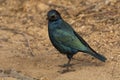 Cape glossy starling, Lamprotornis nitens at Kruger National Park