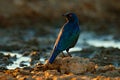 Cape Glossy Starling, Lamprotornis nitens, in nature habitat, orange evening light near the water. Detail close-up portrait with