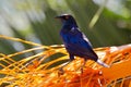 Cape Glossy Starling, Lamprotornis nitens, in nature habitat, orange plam tree with fruits. Detail close-up portrait with yellow