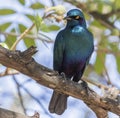 Cape Glossy Starling