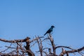 A Cape glossy starling -Lamprotornis nitens- sitting on a tree in Etosha Royalty Free Stock Photo