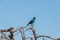 A Cape glossy starling -Lamprotornis nitens- sitting on a tree in Etosha Royalty Free Stock Photo