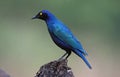 Cape Glossy Starling, lamprotornis nitens, South Africa Royalty Free Stock Photo