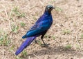 Cape Glossy Starling Royalty Free Stock Photo