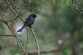 Cape Glossy Starling perched on a tree branch