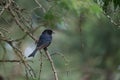 Cape Glossy Starling perched on a tree branch