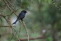 Cape Glossy Starling perched on a tree branch