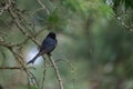 Cape Glossy Starling perched on a tree branch