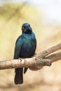 Cape glossy starling