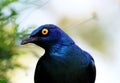 Cape Glossy Starling Portrait Royalty Free Stock Photo