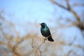 Cape glossy starling Royalty Free Stock Photo