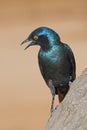 Cape glossy starling - South Africa Royalty Free Stock Photo