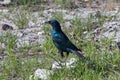 Cape-glossy Starling