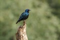 Cape Glossy Starling in Kruger National park, South Africa Royalty Free Stock Photo