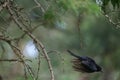 Cape Glossy Starling swooping down from the tree branch