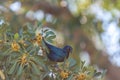 Cape glossy starling