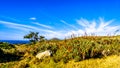 Cape of Good Hope Nature Reserve near the southern tip of the Cape Peninsul Royalty Free Stock Photo