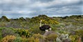 Cape of Good Hope Peninsula and Cape Point Nature Reserve in Cape Town, South Africa. Ostrich.