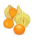 4 Cape gooseberries or Goldenberries on white background.