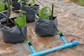 cape gooseberries growing in greenhouse plant nursery with drip