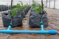 cape gooseberries growing in greenhouse plant nursery with drip