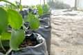 cape gooseberries growing in greenhouse plant nursery with drip