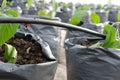 cape gooseberries growing in greenhouse plant nursery with drip