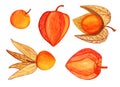 Cape gooseberries hand drawn collection
