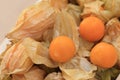 Cape gooseberry, disclose leaf to see the fruit inside