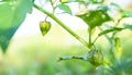 Cape Gooseberry on Growth Green Tree in Park