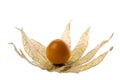 Cape Gooseberry Isolated