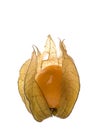 Cape Gooseberry Isolated