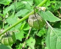 Cape gooseberry or native gooseberry