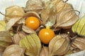 Cape Gooseberry or peruvian groundcherries