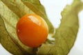 Cape Gooseberry (Physalis) Royalty Free Stock Photo