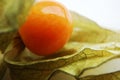 Cape Gooseberry (Physalis)