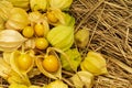 Cape Gooseberry Physalis Peruviana or Ground cherries, winter cherry, Physalis minima, Inca berry, Golden strawberry Royalty Free Stock Photo